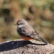 Vermilion Flycatcher