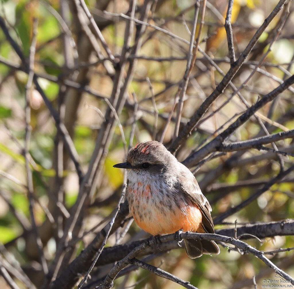 Vermilion Flycatcher male immature