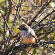 Vermilion Flycatcher