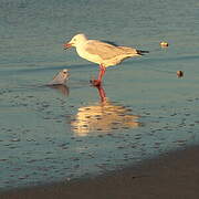 Silver Gull