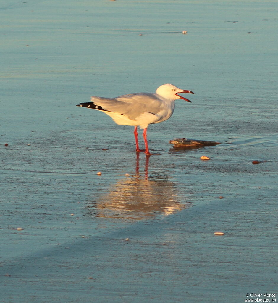 Mouette argentée