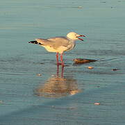 Silver Gull