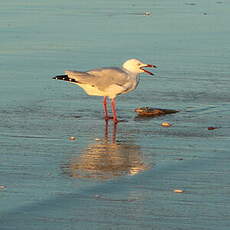 Mouette argentée