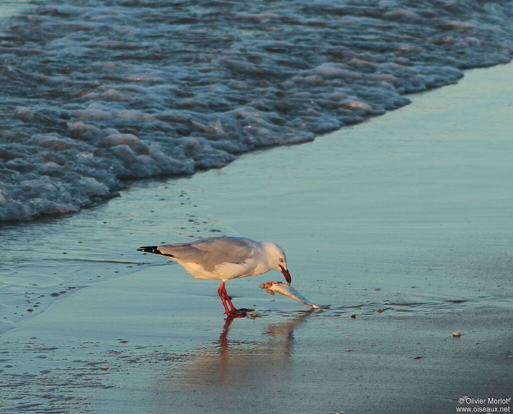 Mouette argentée