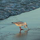 Mouette argentée