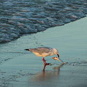 Silver Gull