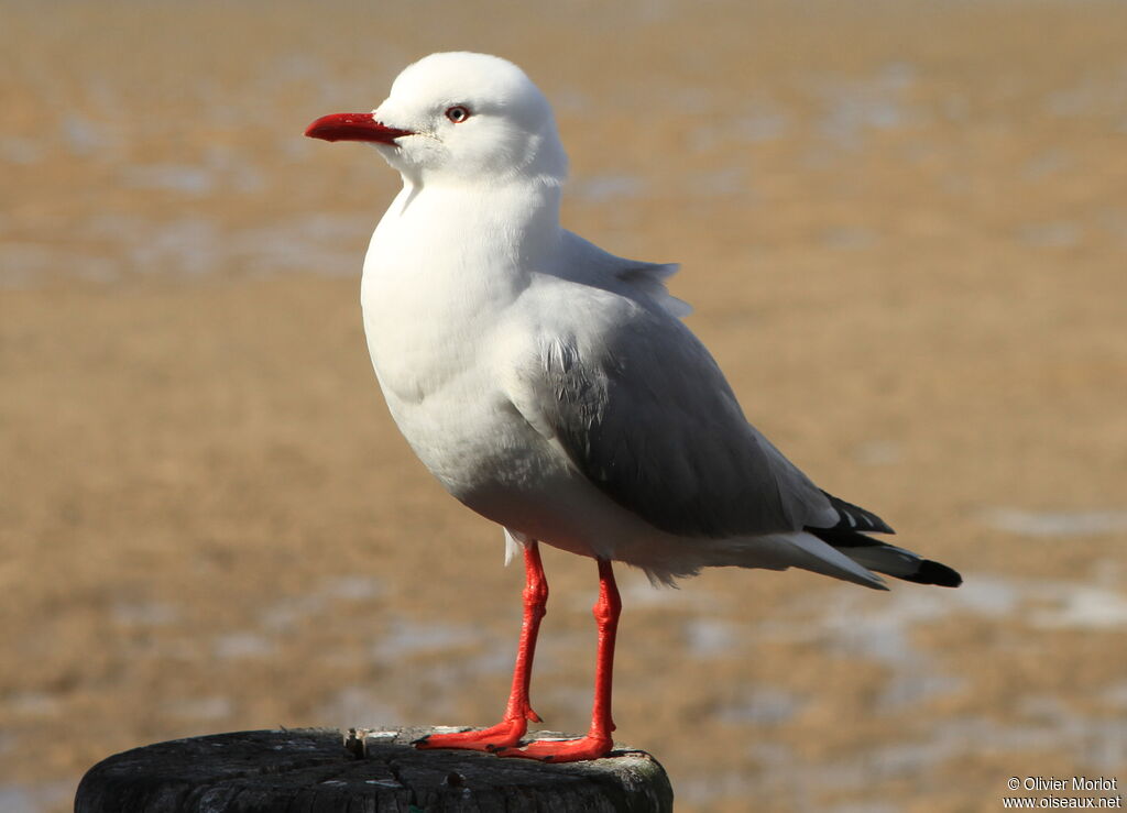 Mouette argentée