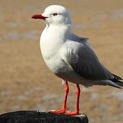 Mouette argentée