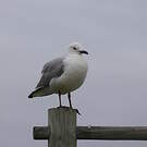 Mouette de Hartlaub