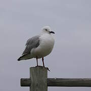 Hartlaub's Gull
