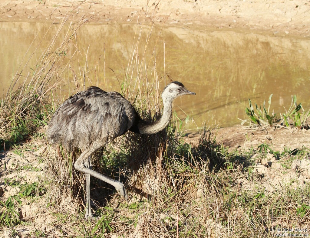 Greater Rhea