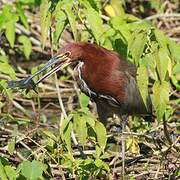 Rufescent Tiger Heron