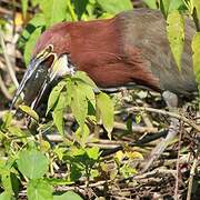 Rufescent Tiger Heron