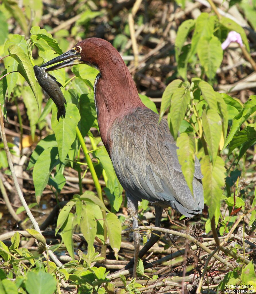 Rufescent Tiger Heron