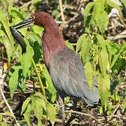 Rufescent Tiger Heron