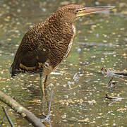 Rufescent Tiger Heron