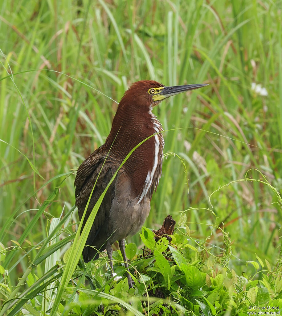 Rufescent Tiger Heron