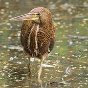 Rufescent Tiger Heron