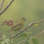 Organiste à bec épais