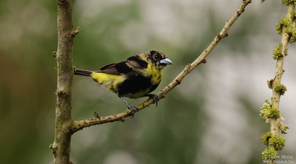 Thick-billed Euphoniaimmature