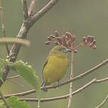 Organiste à bec épais