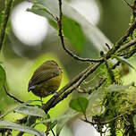 Organiste à couronne rousse