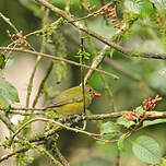 Organiste à couronne rousse