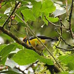 Organiste à couronne rousse