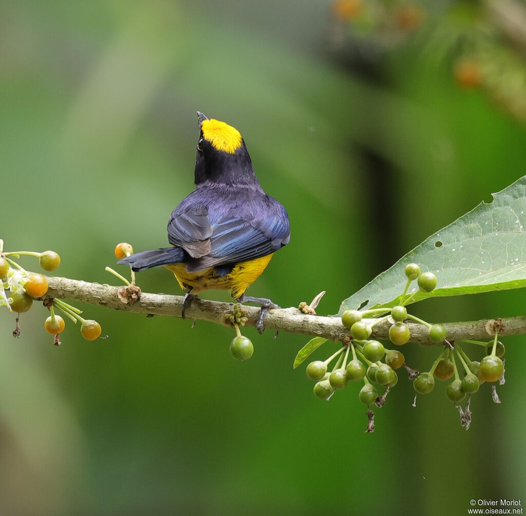 Orange-bellied Euphonia