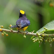 Orange-bellied Euphonia