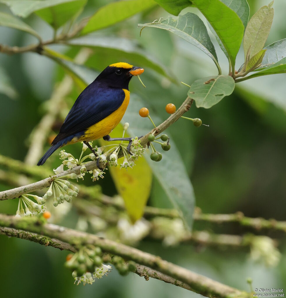 Orange-bellied Euphonia