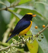 Orange-bellied Euphonia