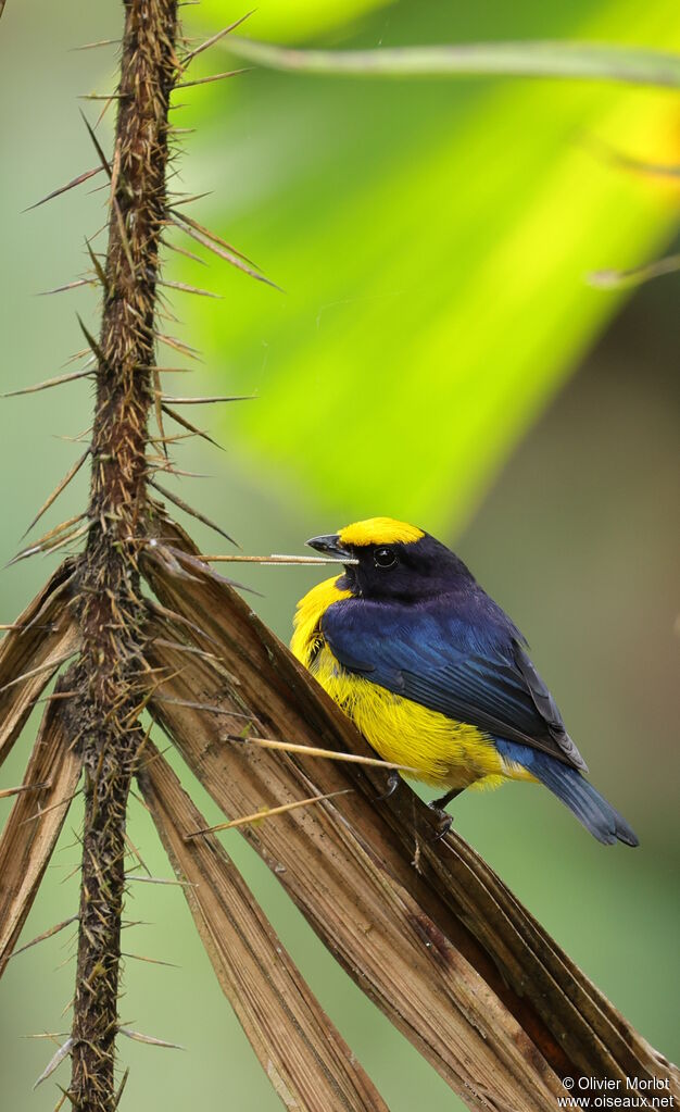 Orange-bellied Euphonia