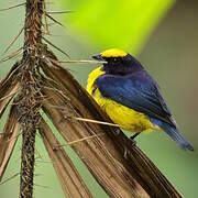 Orange-bellied Euphonia