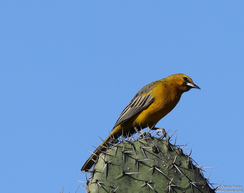 Streak-backed Oriole