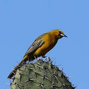 Oriole à dos rayé