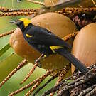 Oriole à épaulettes