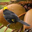 Oriole à épaulettes
