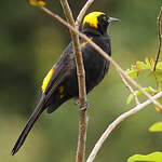 Oriole à épaulettes