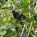 Oriole à galons