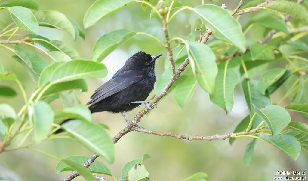 Oriole à galons