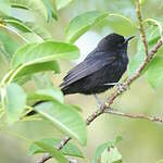 Oriole à galons