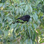 Oriole à galons