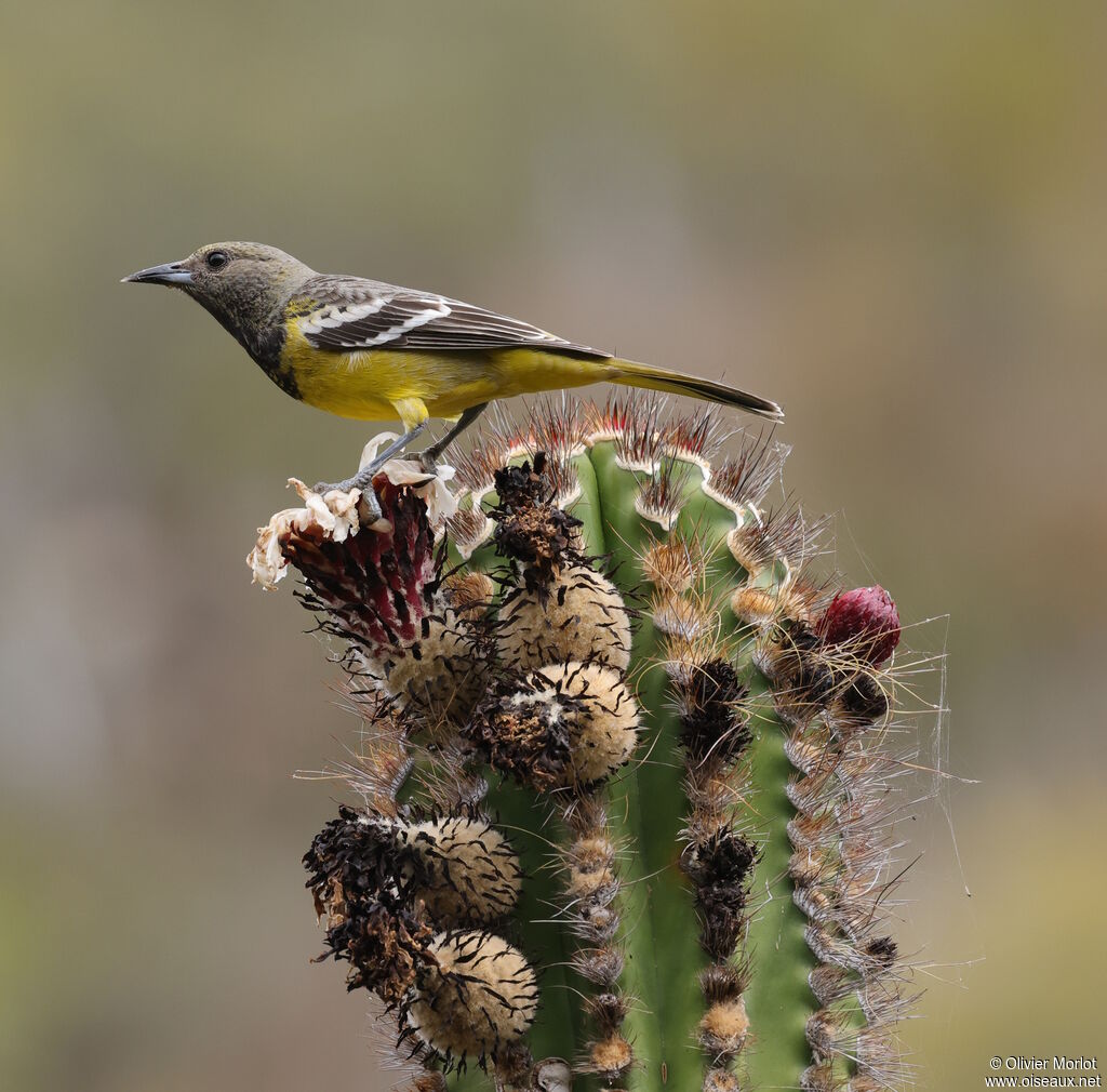 Oriole jaune-verdâtre femelle