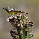 Oriole jaune-verdâtre