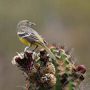 Oriole jaune-verdâtre