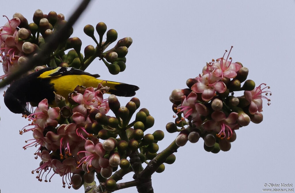 Oriole jaune-verdâtre mâle