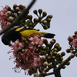 Oriole jaune-verdâtre