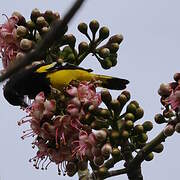 Scott's Oriole