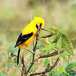 Oriole jaune